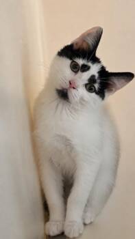 Christa -  Domestic Long Hair Cat for Adoption in Columbia, Tennessee - Christa | PetCurious