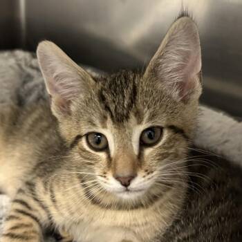 El Jeje -  Domestic Short Hair Cat for Adoption in Middletown, Rhode Island - El Jeje | PetCurious