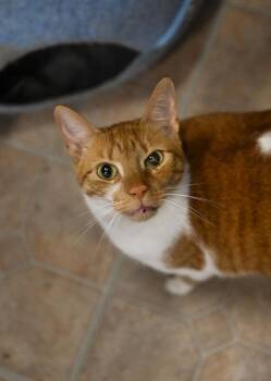 Yoga -  Domestic Short Hair Cat for Adoption in Saint James City, Florida - Yoga | PetCurious