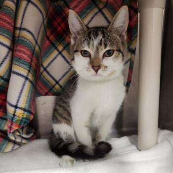 Vitani -  Domestic Short Hair Cat for Adoption in Fort Wayne, Indiana - Vitani | PetCurious