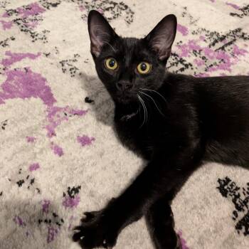 Nick Jonas -  Domestic Short Hair Cat for Adoption in Durham, North Carolina - Nick Jonas | PetCurious