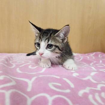 Morgana -  Domestic Short Hair Cat for Adoption in Brentwood, Missouri - Morgana | PetCurious
