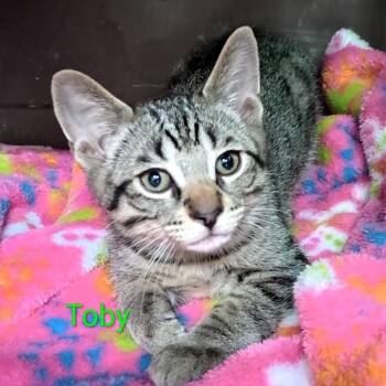 Toby -  Domestic Short Hair Cat for Adoption in Grand Rapids, Minnesota - Toby | PetCurious