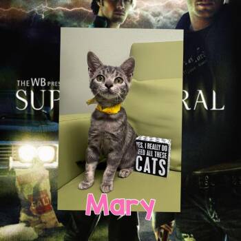Mary -  Domestic Short Hair Cat for Adoption in Royse City, Texas - Mary | PetCurious