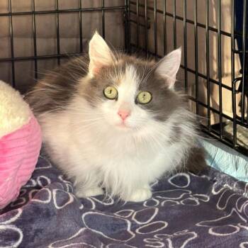 Cleo in Stevensville, MD -  Domestic Long Hair Cat Available for Adoption - Cleo In Stevensville, MD | PetCurious
