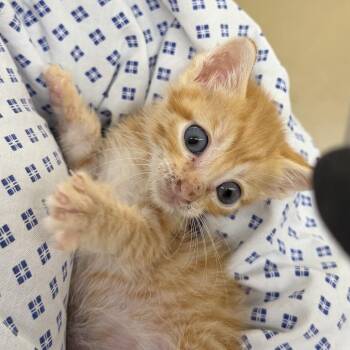 Colby -  Domestic Short Hair Cat for Adoption in West Palm Beach, Florida - Colby | PetCurious