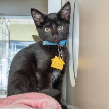 CLAY -  Domestic Medium Hair Cat for Adoption in St. Louis, Missouri - CLAY | PetCurious