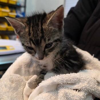 Domestic Short Hair Cats Available for Adoption - Spider | PetCurious