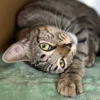 Rescue Domestic Short Hair Cats for Adoption in Austin, Texas - Toby | PetCurious