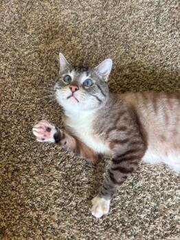 Quibbles -  Siamese Cat for Adoption in Chicago, Illinois - Quibbles | PetCurious