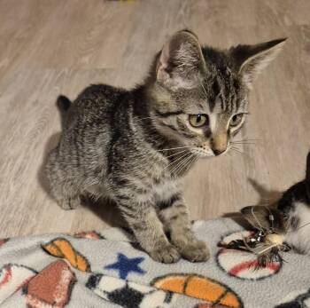 Pepita -  Domestic Short Hair Cat for Adoption in South Bend, Indiana - Pepita | PetCurious