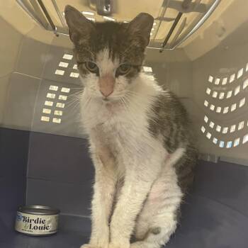 Domestic Medium Hair Cats Available for Adoption in Dickinson, Texas - Benito | PetCurious