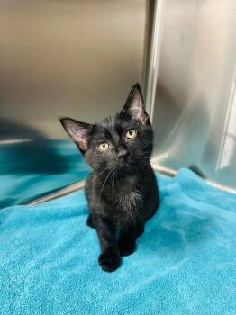 Rescue Domestic Short Hair Cats for Adoption in Valley Park, Oklahoma - Luna | PetCurious