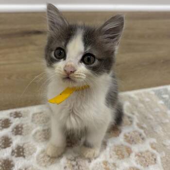 Daisy (Rory Kit 1) -  Domestic Medium Hair Cat for Adoption in Cumming, Georgia - Daisy (Rory Kit 1) | PetCurious