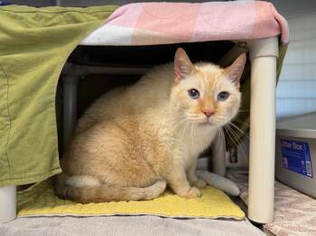 BRIMLEY -  Domestic Short Hair Cat for Adoption in Minneapolis, Minnesota - BRIMLEY | PetCurious