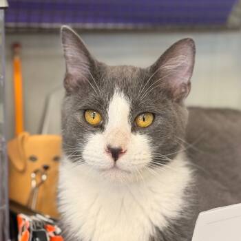 Rescue Domestic Short Hair Cats for Adoption in Chariton, Iowa - Astro | PetCurious