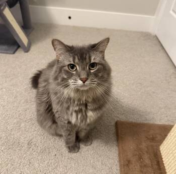 Mandy -  Domestic Short Hair Cat for Adoption in Lincoln, Nebraska - Mandy | PetCurious