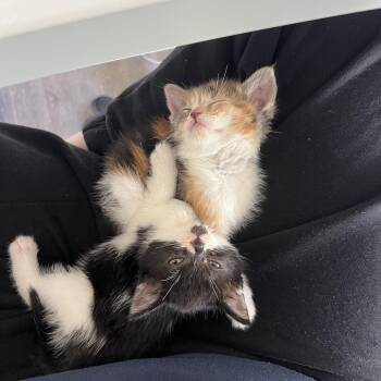 Poppy -  Domestic Short Hair Cat for Adoption in Spokane, Washington - Poppy | PetCurious