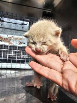 Rescue Domestic Short Hair Cats for Adoption in Dallas, Texas - SOY | PetCurious