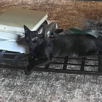A&C: Coal -  Domestic Short Hair Cat for Adoption in Falls Church, Virginia - A&C: Coal | PetCurious