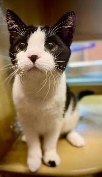Mini Pooh -  American Shorthair Cat for Adoption in Highland Park, New Jersey - Mini Pooh | PetCurious