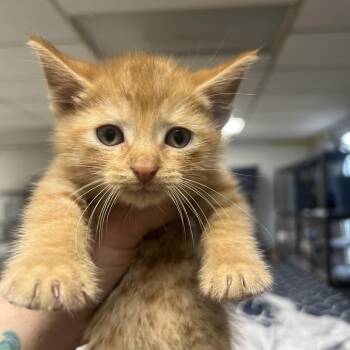 Deuce-C -  Domestic Medium Hair Cat for Adoption in East St. Louis, Illinois - Deuce-C | PetCurious
