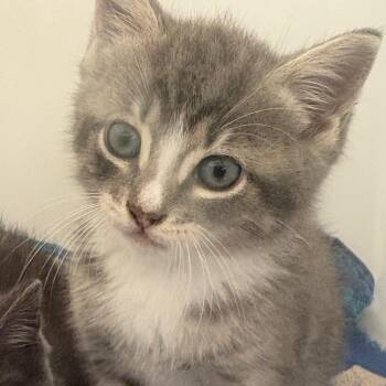 Pip 5605 -  Domestic Short Hair Cat for Adoption in Columbus, Georgia - Pip 5605 | PetCurious