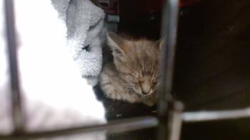 TAYLOR -  Domestic Short Hair Cat for Adoption in Louisville, Kentucky - TAYLOR | PetCurious