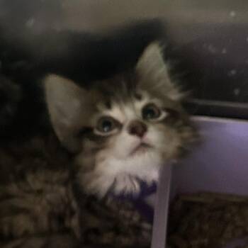 Wendy -  Domestic Long Hair Cat for Adoption in Veneta, Oregon - Wendy | PetCurious