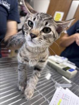 DANNY -  Domestic Short Hair Cat for Adoption in Norco, California - DANNY | PetCurious