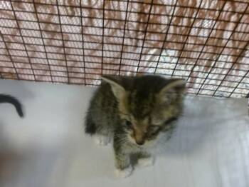 HAZEL -  Domestic Short Hair Cat for Adoption in Doral, Florida - HAZEL | PetCurious