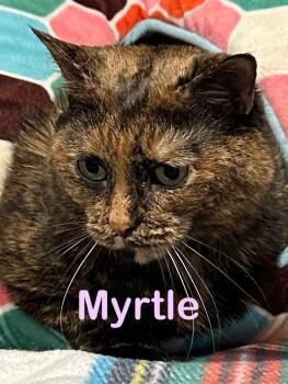 Rescue Domestic Medium Hair Cats for Adoption in New Bern, North Carolina - MYRTLE Cat | PetCurious