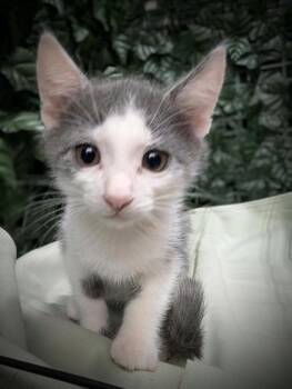 Ben Affleck -  Domestic Short Hair Cat for Adoption in West Chester, Pennsylvania - Ben Affleck | PetCurious