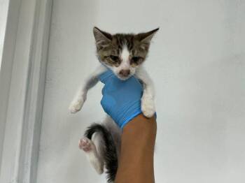 CLINT -  Domestic Short Hair Cat for Adoption in San Bernardino, California - CLINT | PetCurious
