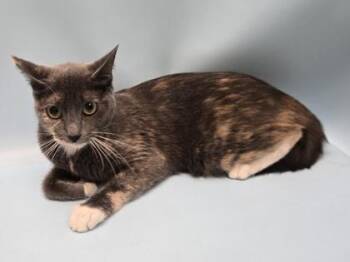 Dolly -  Domestic Short Hair Cat for Adoption in Minneapolis, Minnesota - Dolly | PetCurious