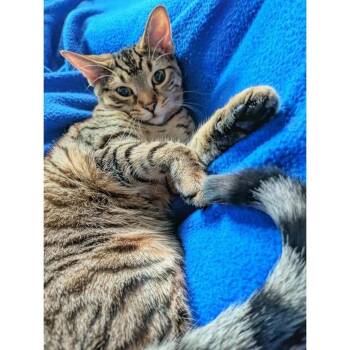 Vixie -  Bengal Cat for Adoption in Toronto, Ontario - Vixie | PetCurious