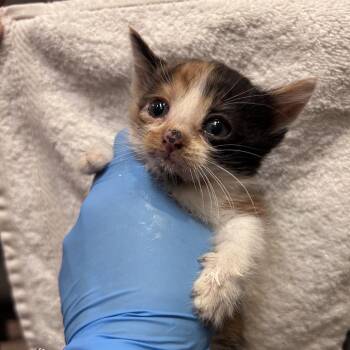 Strawberry 26-06-001 -  Domestic Short Hair Cat for Adoption in Bastrop, Texas - Strawberry 26-06-001 | PetCurious