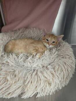 Sunkist -  Domestic Short Hair Cat for Adoption in Minot, North Dakota - Sunkist | PetCurious