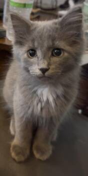 Finn -  Domestic Medium Hair Cat for Adoption in Macomb, Michigan - Finn | PetCurious