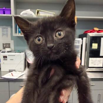 Tuck the Turtle -  Domestic Short Hair Cat for Adoption in Greensboro, North Carolina - Tuck The Turtle | PetCurious