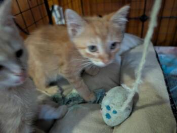 Rescue Domestic Short Hair and Tabby Cats for Adoption in New Cumberland, West Virginia - Koa | PetCurious
