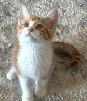 Rory -  Tabby Cat for Adoption in Hamilton, Ontario - Rory | PetCurious