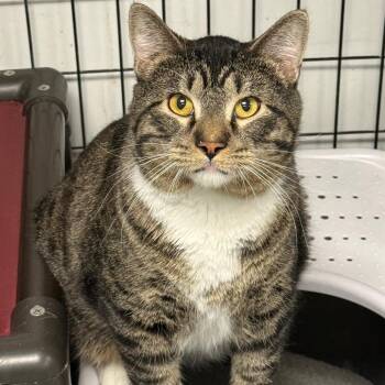 Domestic Short Hair Cats Available for Adoption - Tank | PetCurious