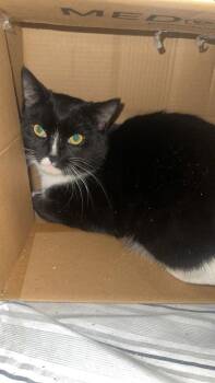 Tuxedo Cats Available for Adoption - Freyr | PetCurious