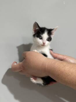CAT - Nikita -  Domestic Short Hair Cat for Adoption in Gilberts, Illinois - CAT - Nikita | PetCurious