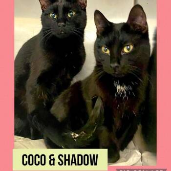 Domestic Short Hair Cats Available for Adoption in Wheeling, Illinois - Shadow | PetCurious