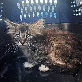Domestic Long Hair Cats Available for Adoption in Lake Jackson, Texas - Vape Monkey | PetCurious