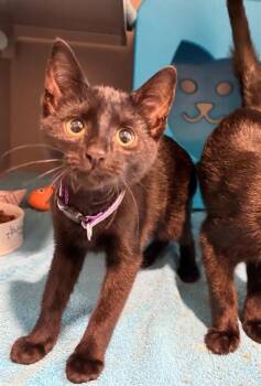 MIDNIGHT -  Domestic Short Hair Cat for Adoption in Leesburg, Virginia - MIDNIGHT | PetCurious