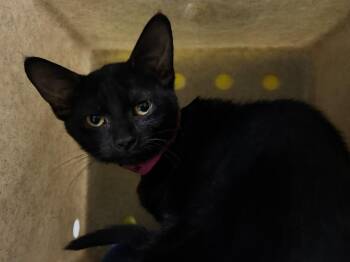 Kudu -  Domestic Short Hair Cat for Adoption in Powell, Ohio - Kudu | PetCurious