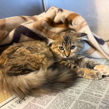 Patsy -  Domestic Long Hair Cat for Adoption in Belleville, Illinois - Patsy | PetCurious